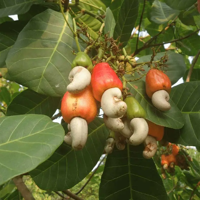 Csnl Kaju Tail Manufacturer in Uttarpradesh